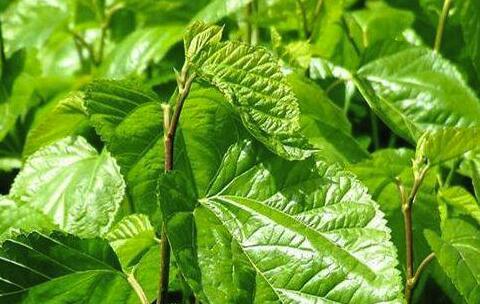 中国神仙草,日本长寿茶这里建议:人到中年,血液越来越稠,常见一味"