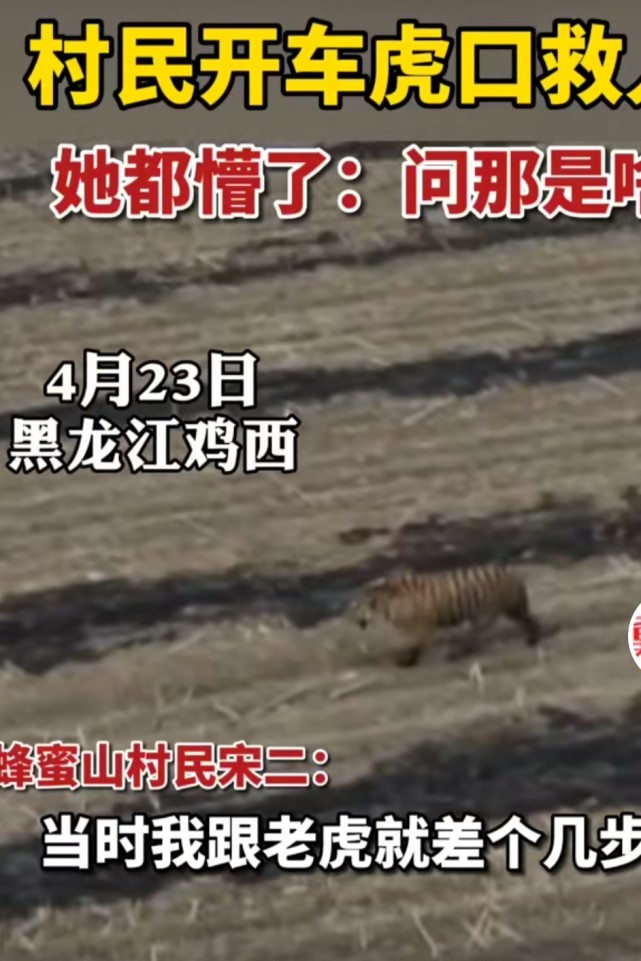 前有东北虎下山熊瞎子也下山了