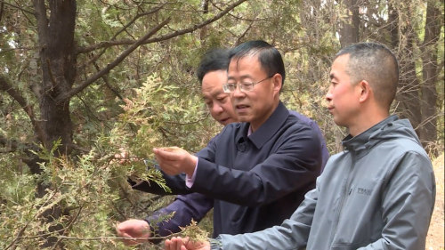 秦州区融媒体中心4月25日讯(记者 刘武锋)当前是侧柏叶枯病高发期,也