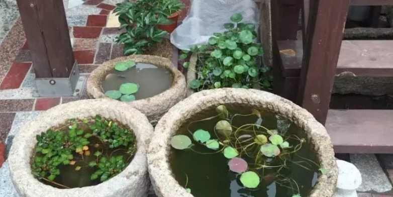 老辈人养花不买盆用水缸栽种这3样植物生机勃勃颇有意境
