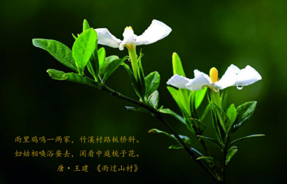 玉质自然无暑意花中禅客栀子能入诗入画更能入药