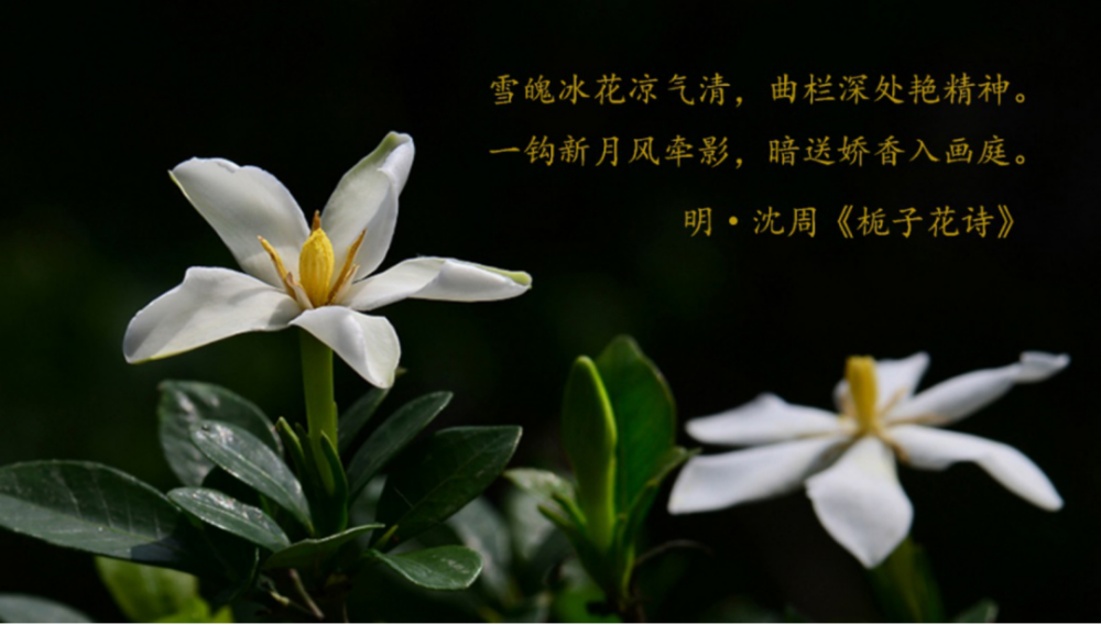 玉质自然无暑意花中禅客栀子能入诗入画更能入药