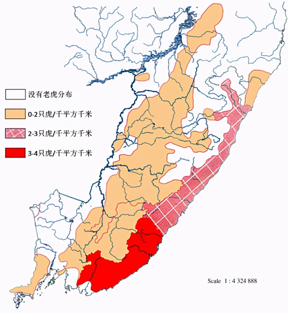 野生东北虎闯进黑龙江村庄,飞奔一掌拍碎车窗,它的杀伤力多强?