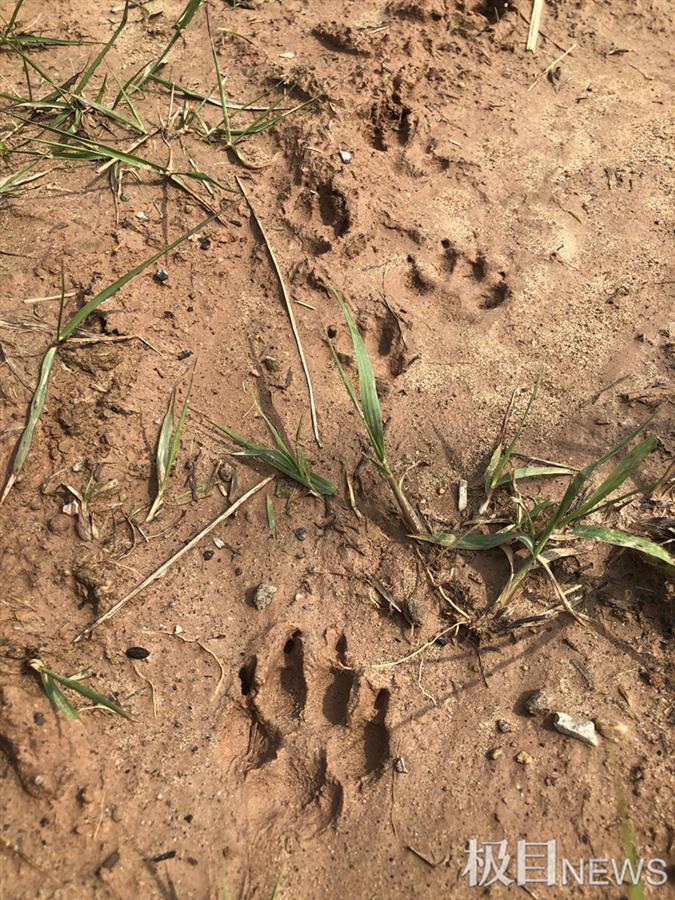 当阳发现一串老虎脚印极目记者循踪追探源
