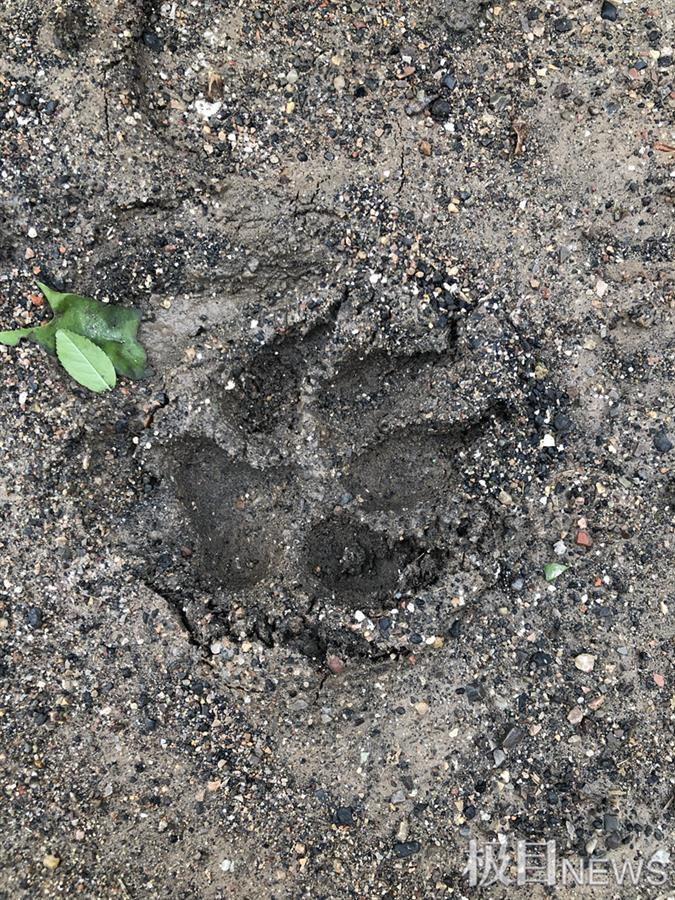 当阳发现一串"老虎脚印",记者循踪追探源_腾讯新闻
