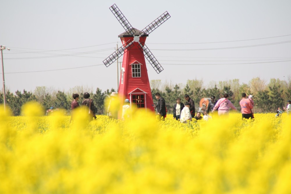 莱州朱旺村300亩白菜花盛开了