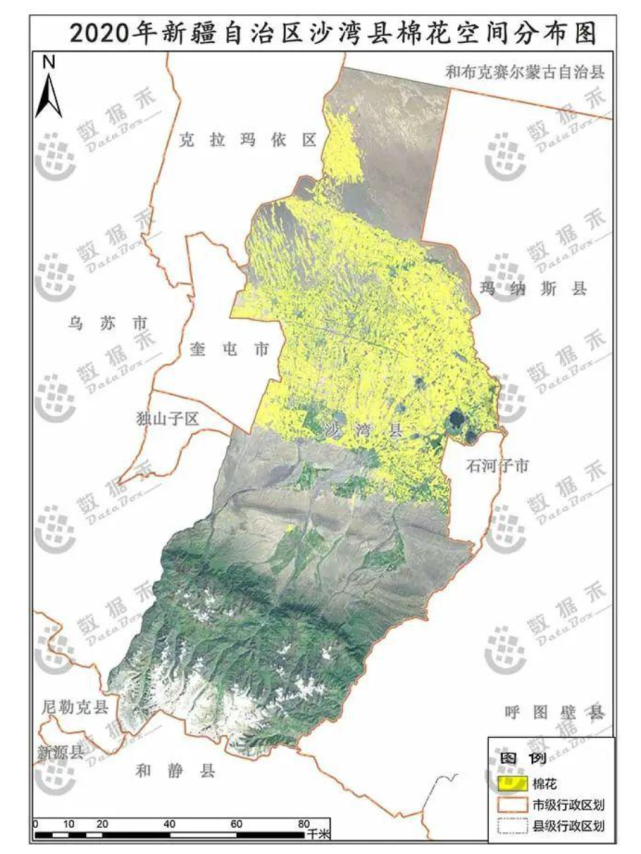 新疆沙灣縣棉花空間分佈圖.
