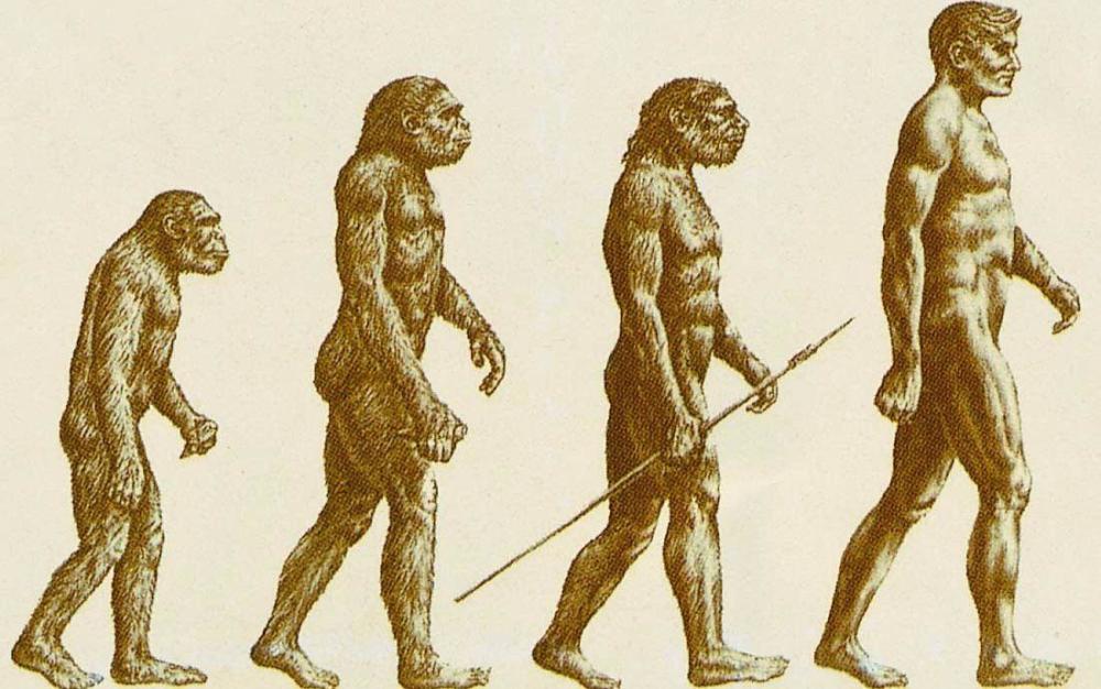 从猿人到人类的进化图图片