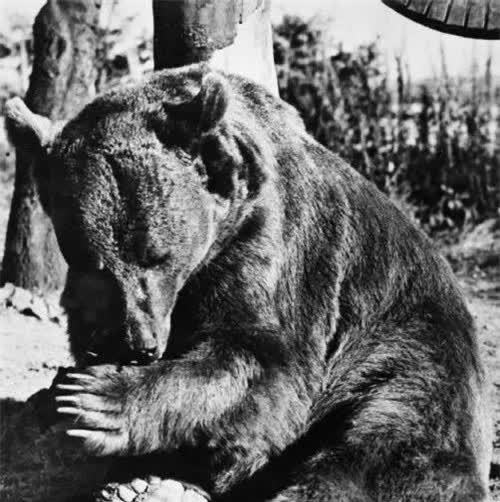 苏维埃巨熊图片