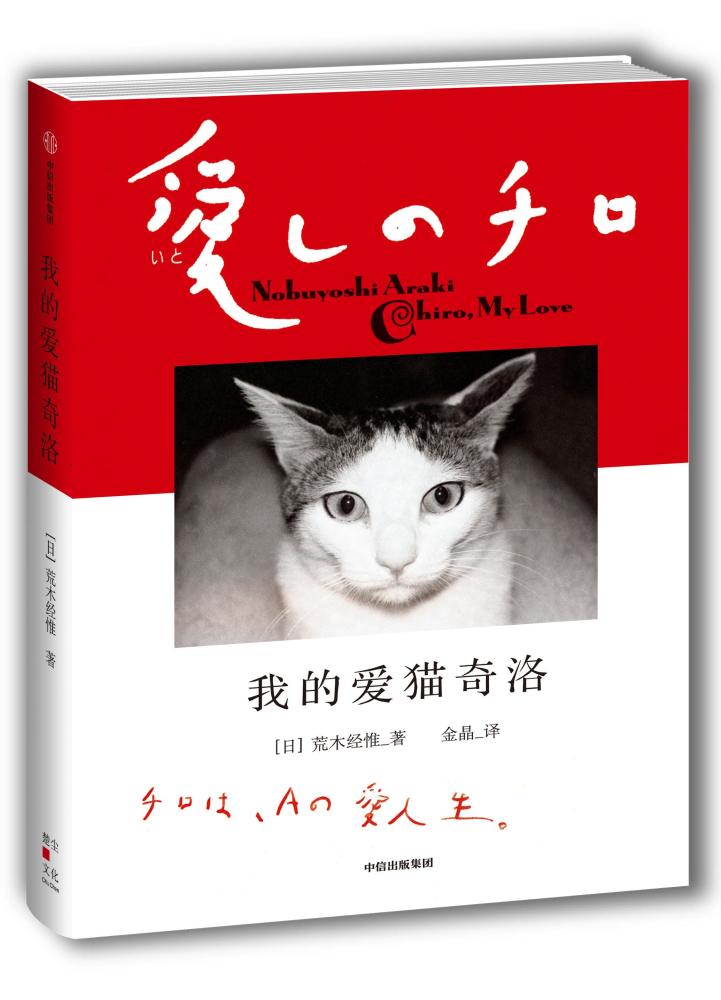 荒木经惟镜头下的猫 孤独 细腻与温柔 腾讯新闻