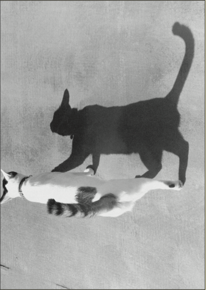 荒木经惟镜头下的猫孤独细腻与温柔