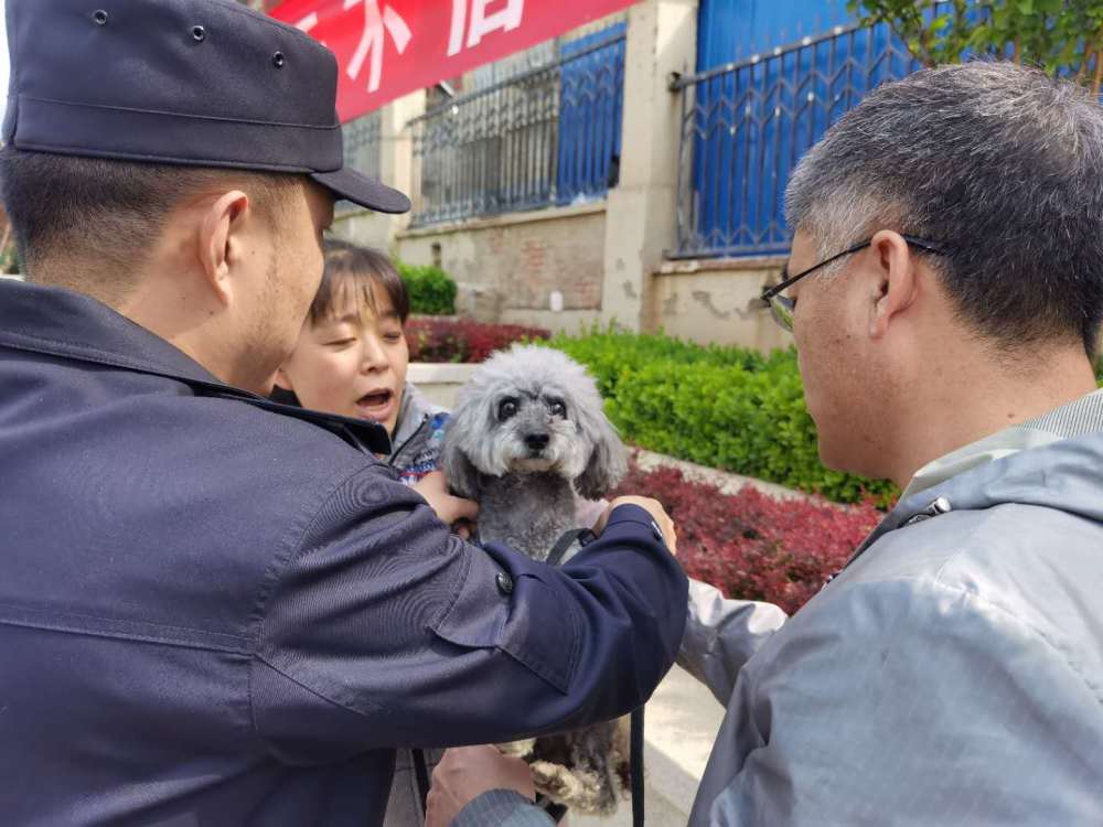 屆時,遛狗不拴繩或不佩戴犬