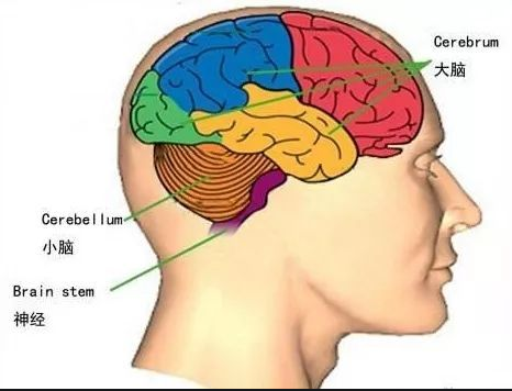 年轻人小脑萎缩图片