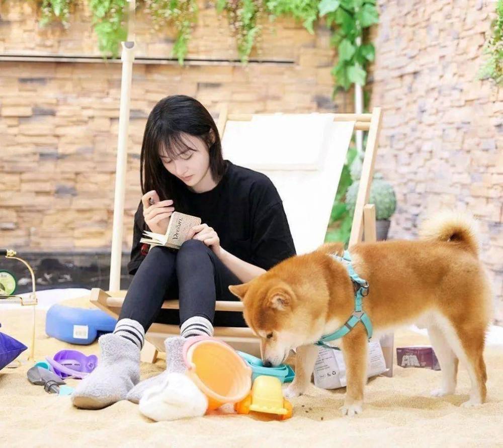 也让大家想到了之前郑爽养的那只柴犬,在节目里郑爽曾带着它去宠物店