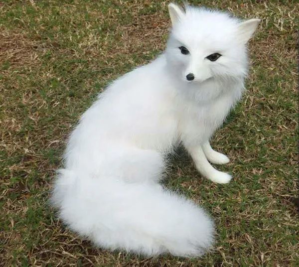 神奇动物突现牤牛河公园这到底是啥