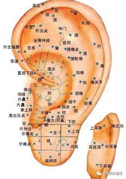 感冒反射区图图片