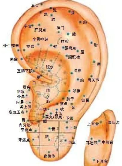 耳穴艾灸治療鼻炎的針灸療法