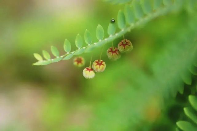 默默无闻的叶下珠与含羞草的区别