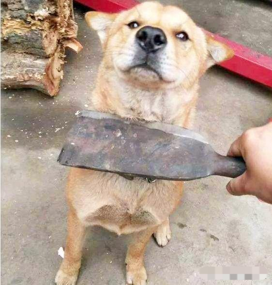 狗因犯错经常被主人打你知道为什么狗被主人打却从不反抗吗