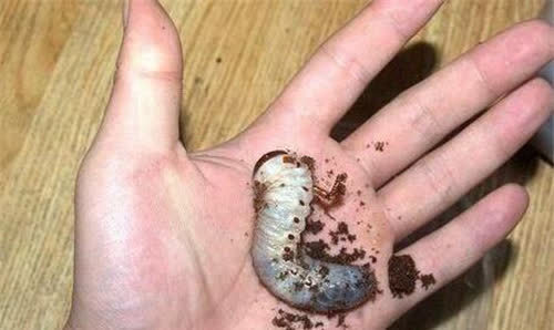 苗蛊是什么民间传闻杀人于无形湘西蛊王又是如何下蛊的