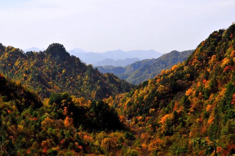 陕西森林覆盖率图片