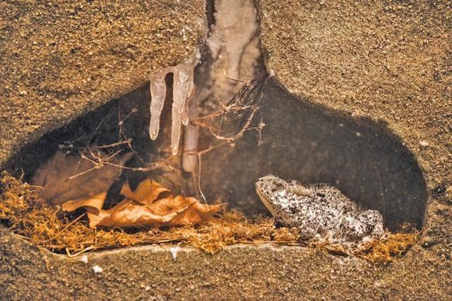 为什么食肉动物不吃冬眠的熊 冬眠的母熊真的会生宝宝吗 腾讯新闻