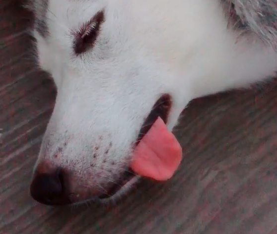 网友想知道二哈舌头有多长于是趁它睡觉时拉扯一下太逗了