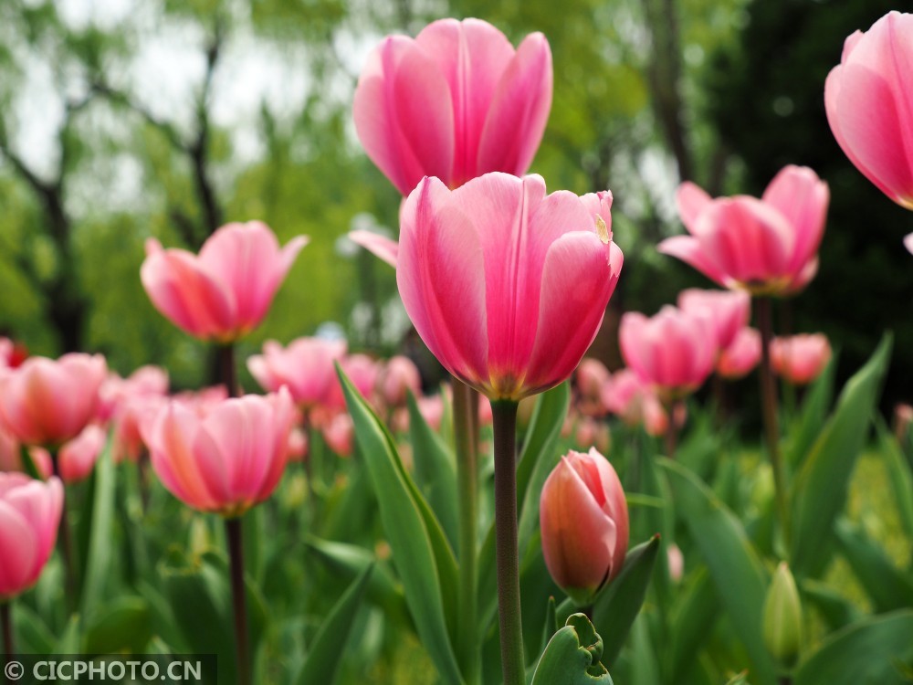 鬱金香花開引客來