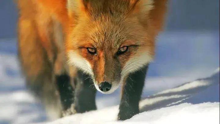 优谷朗读亭丨火狐