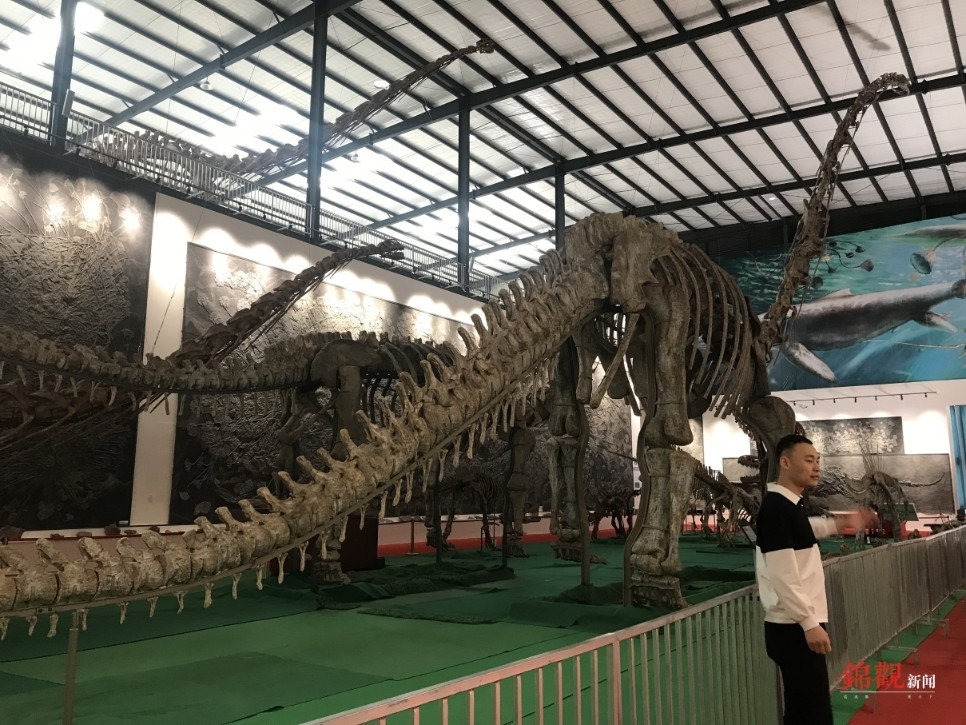 长398米高15米崇州天演博物馆成功组架世界上最大的恐龙化石