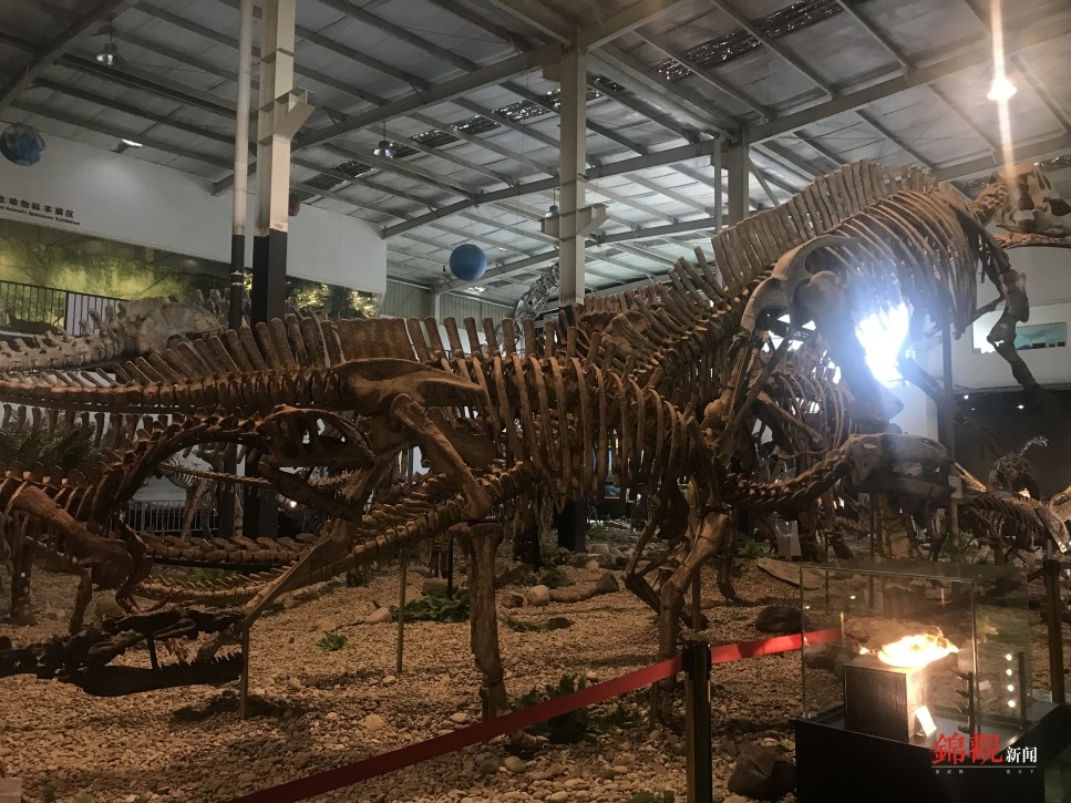 长398米高15米崇州天演博物馆成功组架世界上最大的恐龙化石