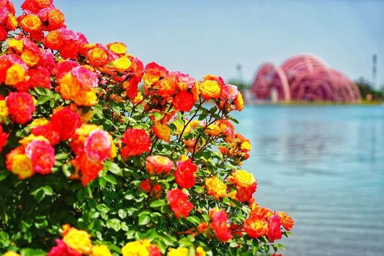 第十二届南阳月季花会开幕月季园公交线路和优惠措施来了