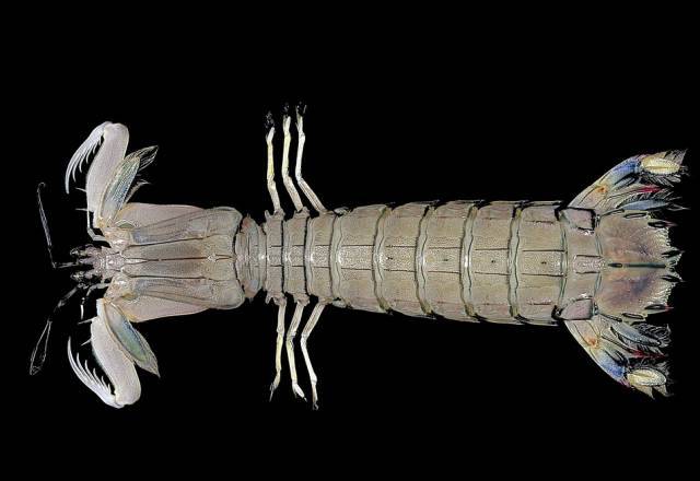 我们骑着皮皮虾去做一个吃货!_腾讯新闻