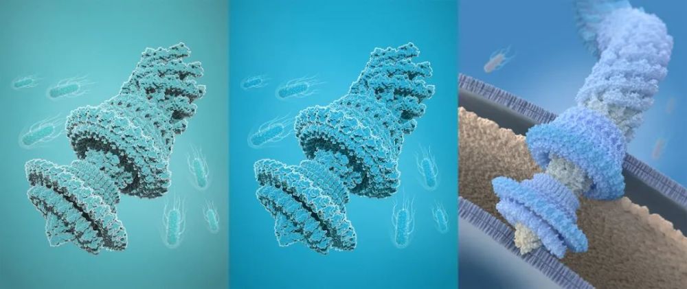 "由于细菌鞭毛马达每秒钟可旋转 300-2400 圈,再加上其结构的高度复杂