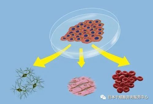 什么是干细胞 腾讯新闻
