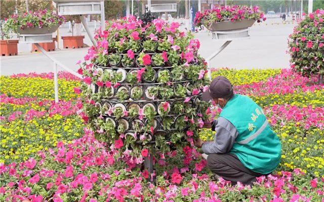 献礼五一劳动节:55万盆鲜花点靓邹城街头