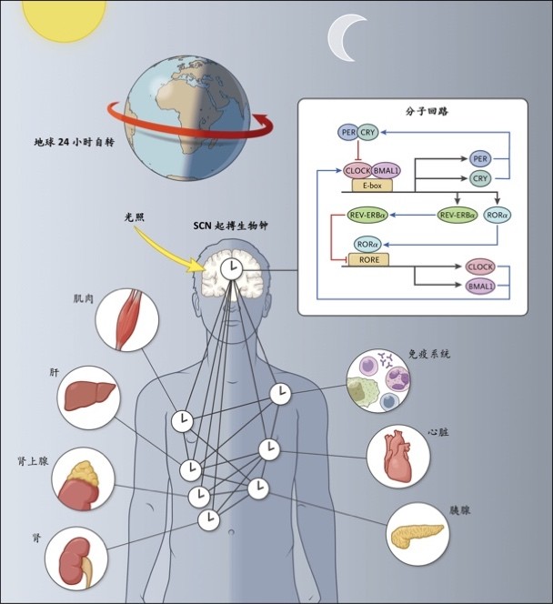 熬夜致癌促老這3種世界公認物質有助減輕熬夜損傷