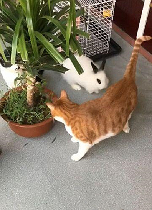 将兔子和三只猫养在一起隔段时间去看后疑惑了这都干不过吗