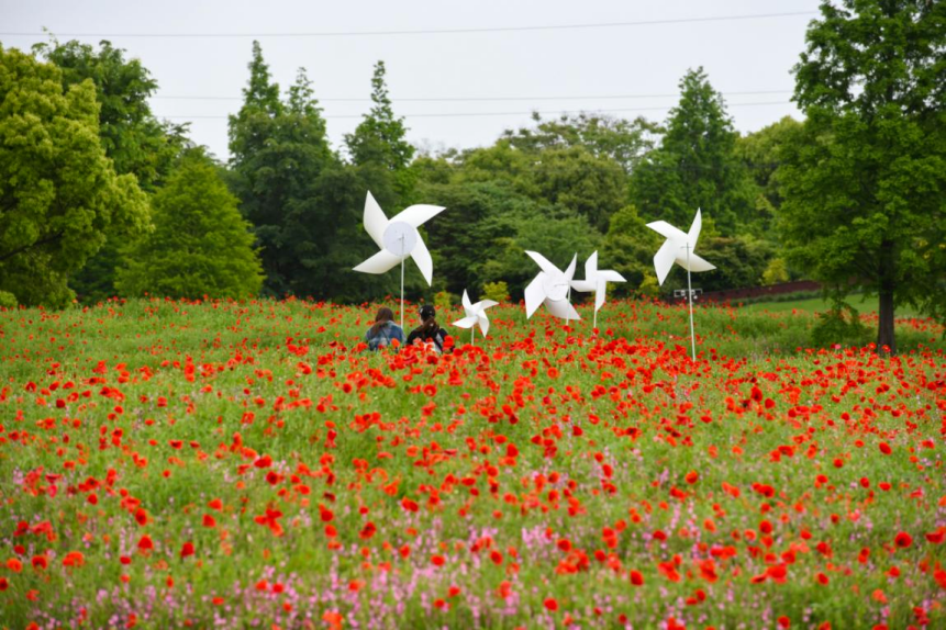 上海金山花海图片