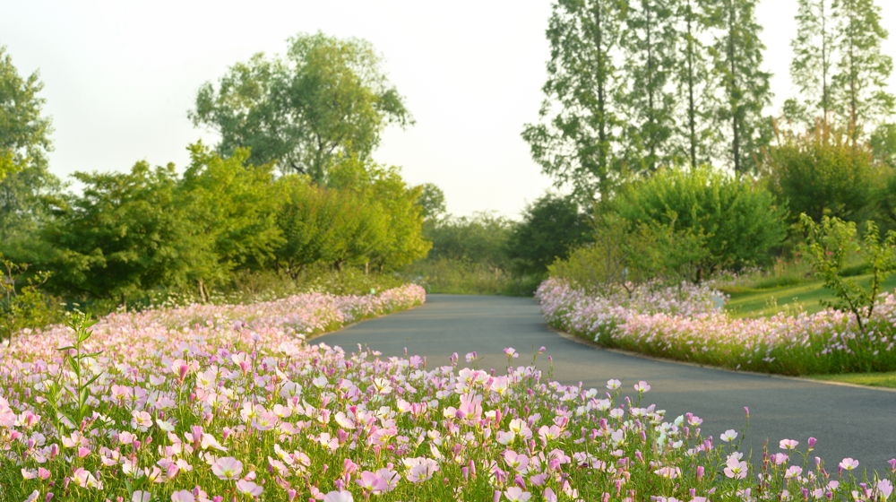 春日寻花丨金山网红虞美人花海满满ins风照片就等你来拍