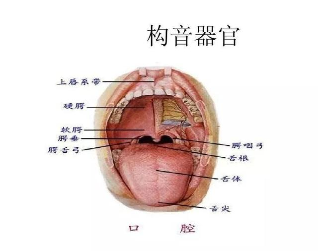 生物反馈或热刺激)增强和替换交流系统,人工发音器官辅助装置(如腭托)