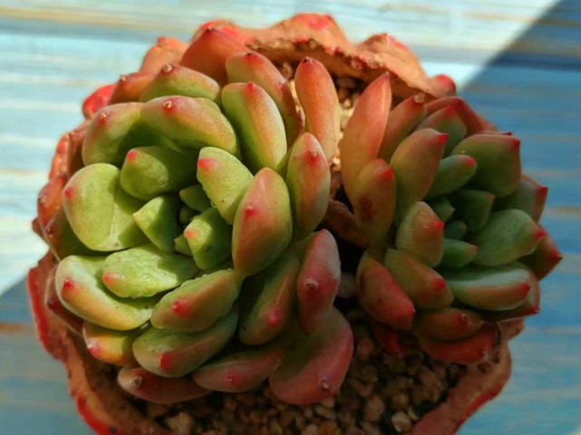 多肉里的乱世佳人斯嘉丽春天散发出橙色光芒明媚动人