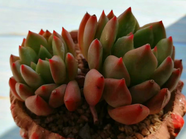 多肉里的乱世佳人斯嘉丽春天散发出橙色光芒明媚动人