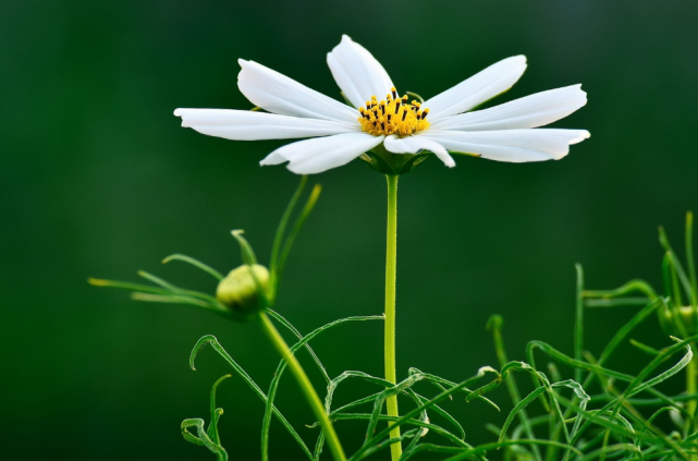 5月 开个好头 入骨相思 桃花牵线 3生肖心心念念 幸运牵手旧情人 腾讯新闻