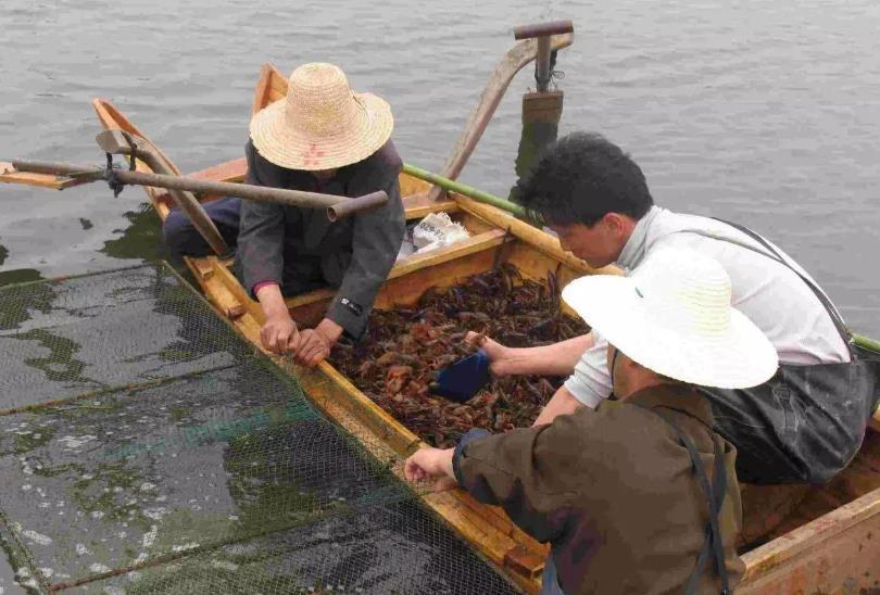 致富经养河虾_致富经养虾_致富经淡水虾养殖视频