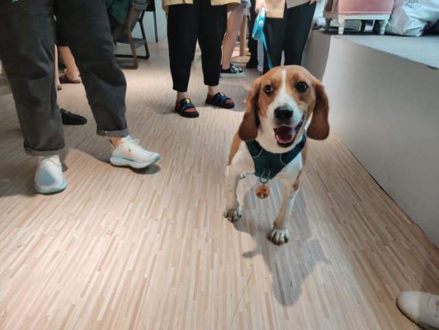 周到君|班吉|群居动物|比格犬|宠物酒店|上海