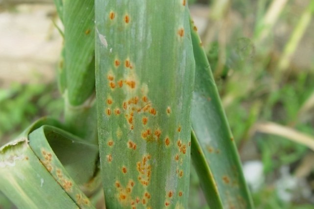 根治大蒜锈病其实很简单