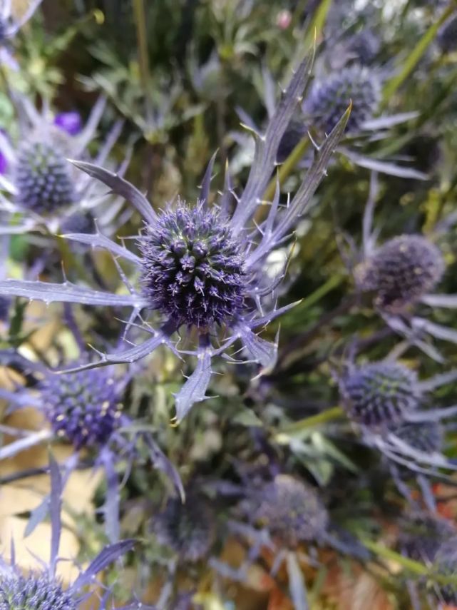 刺芹星空下熠熠生辉的少年