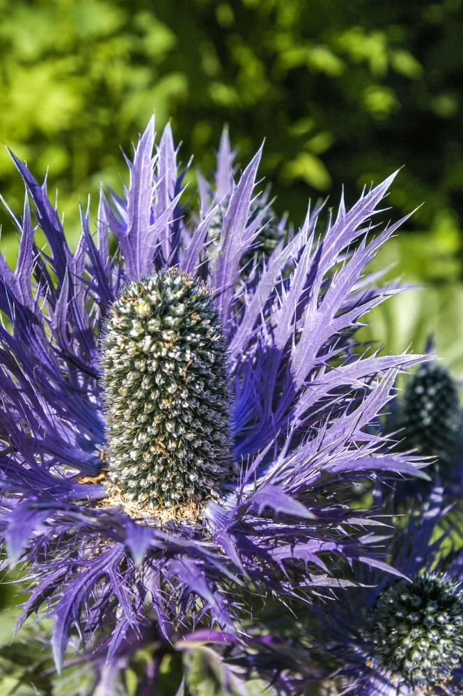 刺芹星空下熠熠生辉的少年