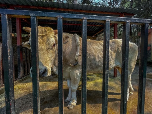 动物园里面最神奇的是五条腿的奇牛